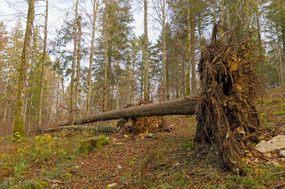 Excavator lifting a large tree stump with exposed roots from the ground