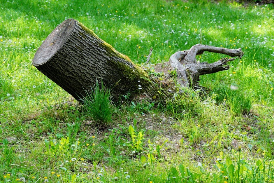 Stump grinder removing a tree stump in a tidy lawn near a garden path