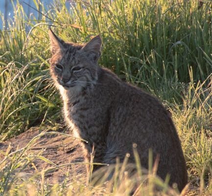 Bobcat panaudojimo galimybės: kokiems darbams ši technika tinka geriausiai?
