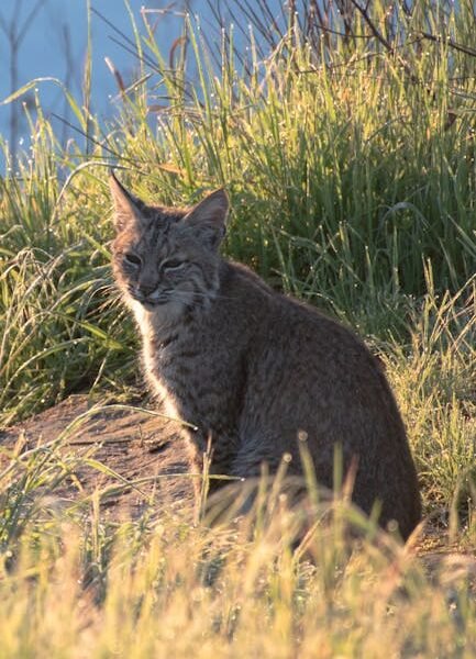 Bobcat krautuvas statybvietėje – Bobcat panaudojimo galimybės: kokiems darbams ši technika tinka geriausiai?