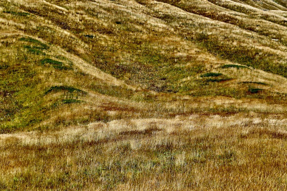 Grassy sloped terrain showing a clear, stable incline in a landscaped area