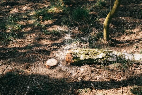 Kaip saugiai vykdyti žemės darbus šalia pamatų, komunikacijų ir medžių šaknų