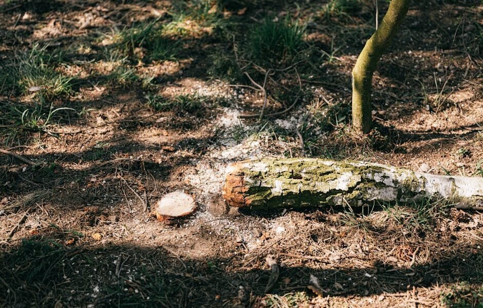 Kaip saugiai vykdyti žemės darbus šalia pamatų, komunikacijų ir medžių šaknų – kasimo darbai ekskavatoriumi