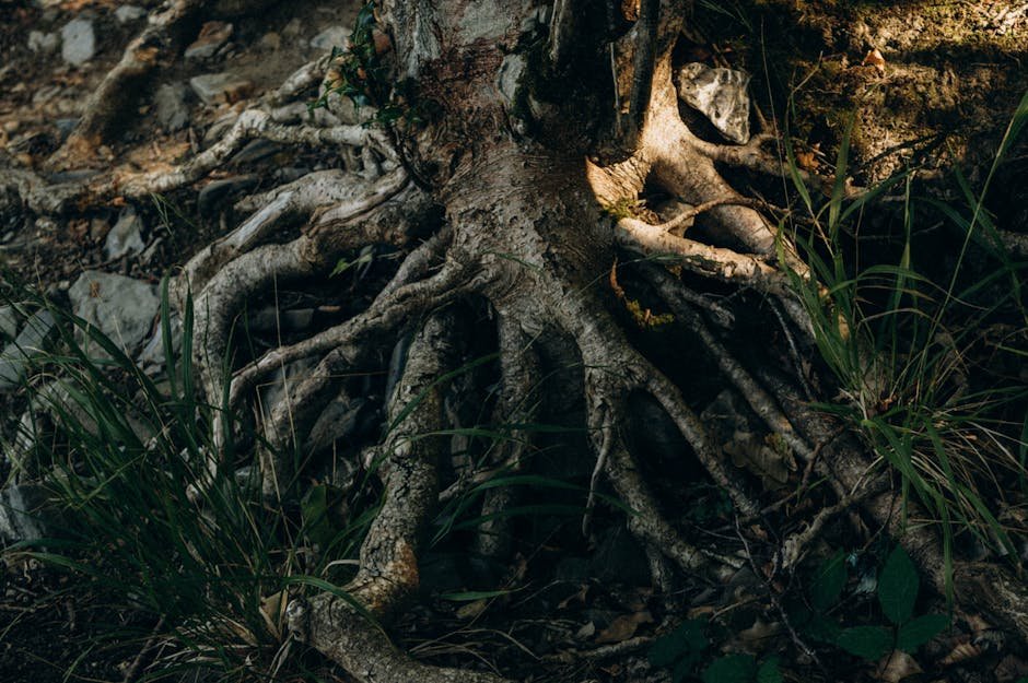 Exposed tree roots beside a careful trench showing protected digging near a mature tree